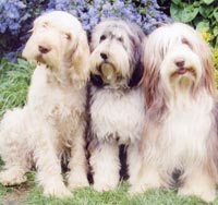 bearded collie puppies near me