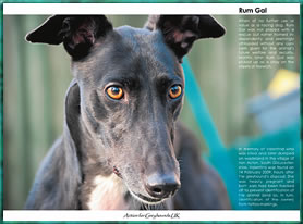 Action for Greyhounds